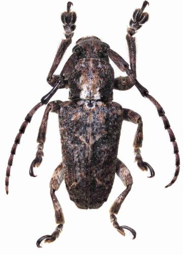 Pterolophia medioalbicollis